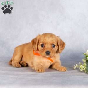 Stacy, Miniature Golden Retriever Puppy